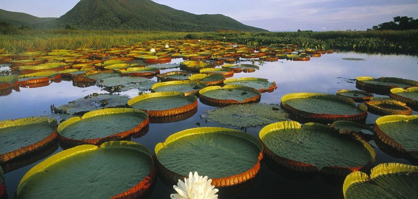 Огромное цветущее болото Пантанал